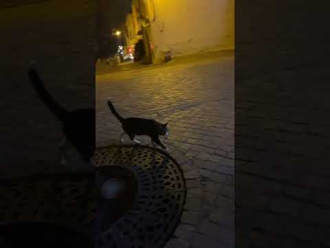 The Cat’s Whiskas in Villefranche sur mer