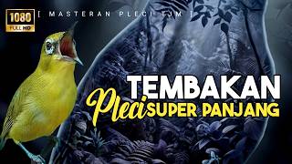 Download lagu π΄ LIVE Masteran Pleci NEMBAK PANJANG Supaya Juara Dan Laku Mahal !!! mp3 Download lagu π΄ LIVE Masteran Pleci NEMBAK PANJANG Supaya Juara Dan Laku Mahal !!! mp3
