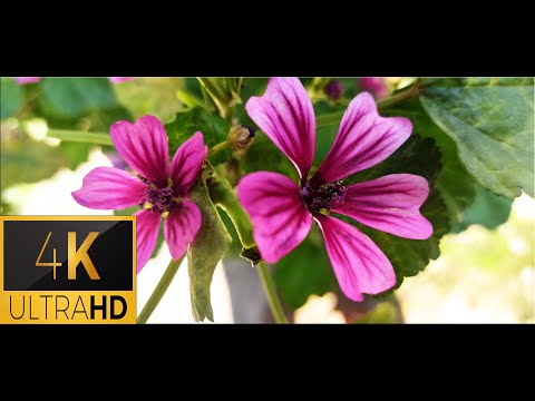 4k Video ULTRA HD Flowers