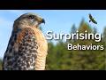 Red-Shouldered Hawks: 9 Things You Probably Didn’t Know