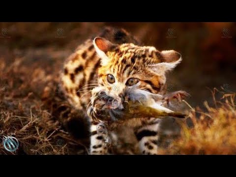 🐈‍⬛ AFRICAN BLACK FOOTED CAT ─ World's Deadliest, Cutest and Smallest Cat 🐈‍⬛