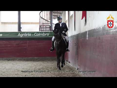 211023 9 Noqui das Arcadas - Aprovação de Garanhões