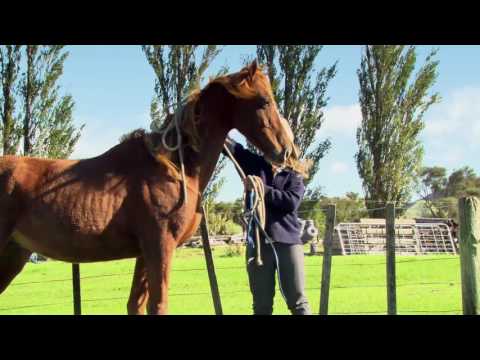 download lagu mp3 mp4 Dressage Horses For Sale New Zealand, download lagu Dressage Horses For Sale New Zealand gratis, unduh video klip Dressage Horses For Sale New Zealand