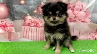 ハーフ犬の動画01