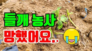 장맛비에 들깨 폭삭 망했어요T.T