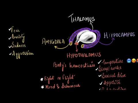 Thalamus, hypothalamus, and limbic system | Neural control and coordination | Biology | Khan Academy