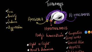 Thalamus, hypothalamus, and limbic system | Neural control and coordination | Biology | Khan Academy