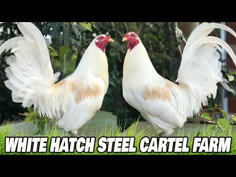 Beautiful White Birds Steel Cartel Farm Hawaii