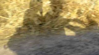 il Bacio sulla Bocca -  Ivano Fossati