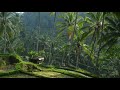 Nature Sounds Morning In Bali Indonesia