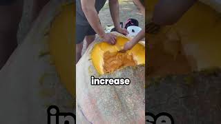 Download lagu Explaining YouTube Shorts #144 (Pumpkin) mp3