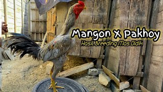 Download lagu Mangon X Pakhoy Ayam Ganteng Warna Kelabu mp3