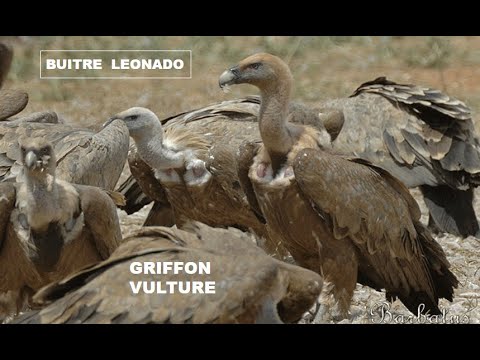 BUITRE LEONADO | GRIFFON VULTURE | Gyps fulvus