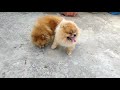 Mini Pom Mating Crossing Available