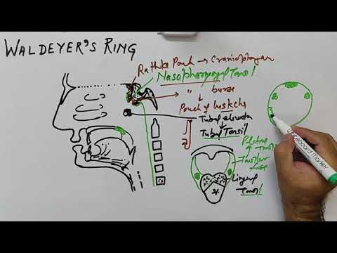 WALDEYER'S RING (IN HINDI) BY DR A K SINGH