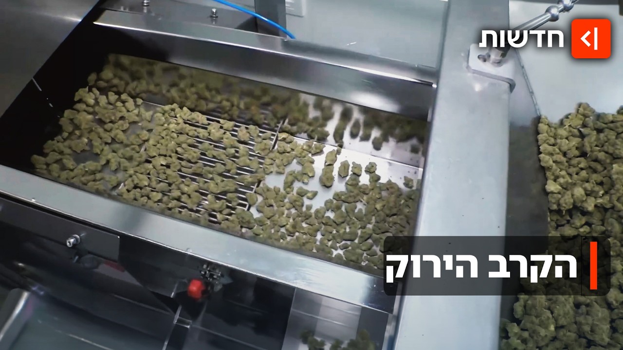 תעשיית הקנאביס: יבוא מחו"ל מול גידול בארץ - ואיך זה משפיע על המטופלים?