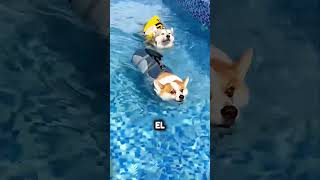 Estos perritos enfrentaron algo inesperado… 🐶💦