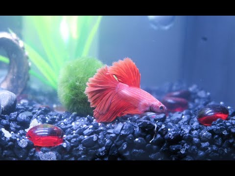 Putting my Betta Fish in His New Tank! | Alyssa Nicole |