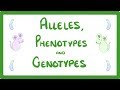 GCSE Biology - DNA Part 2 - Alleles / Dominant / Heterozygous / Phenotypes and more!  #64