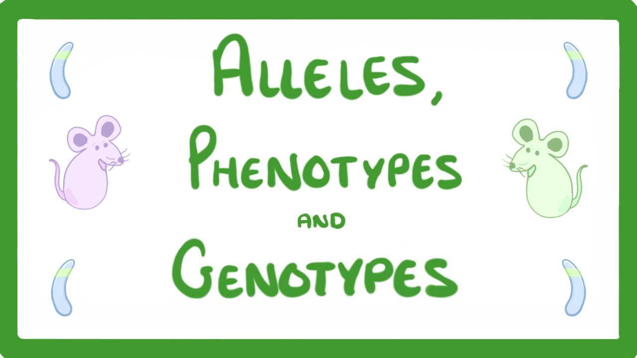 GCSE Biology - DNA Part 2 - Alleles / Dominant / Heterozygous / Phenotypes and more!  #64