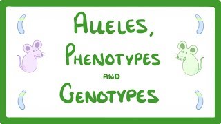 GCSE Biology - DNA Part 2 - Alleles / Dominant / Heterozygous / Phenotypes and more!  #64