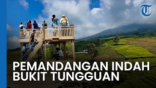 Bukit Tungguan, Objek Wisata Baru di Kota Pagar Alam yang Menyajikan Pemandangan Hamparan Kebun Teh