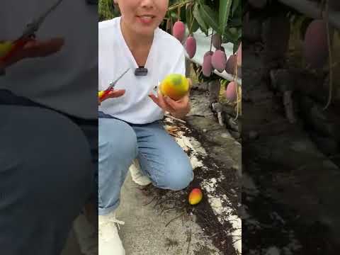 Beautiful Nature - Inspur Fresh Fruit wonderful video of Industry #4855