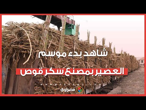 يا أبواللبايش يا قصب..شاهد بدء موسم العصير بمصنع سكر قوص 