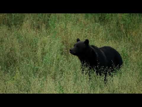 Животный мир Сибири