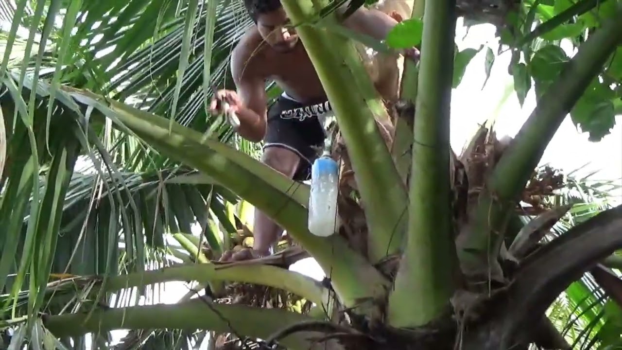 Coconut Toddy Making on Tarawa, Kiribati