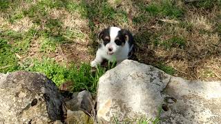 Video preview image #3 Pembroke Welsh Corgi Puppy For Sale in DOUGLASS, KS, USA