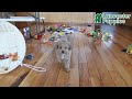 Cockapoo dogs for sale: Bitzy - Video 1