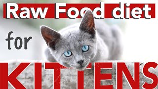 Raw Food Diet for Kittens and Cats - Beginner’s guide