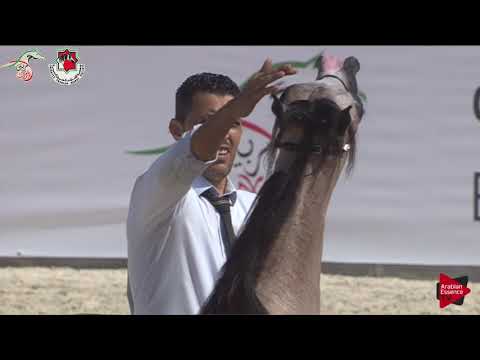 N 317 KANZ AL MAYDAN   Emirates AHBC