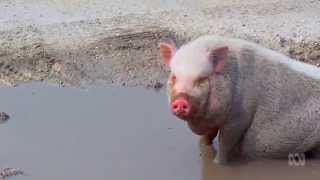 Pigs Doco | Shaun Micallef's MAD AS HELL | Wednesdays, 8:30pm, ABC