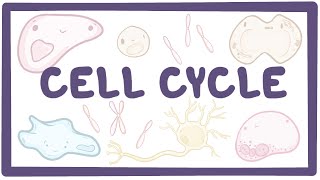 Cell cycle - microbiology, biology, physiology