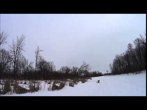 First time SkiJoring with a Golden Doodle