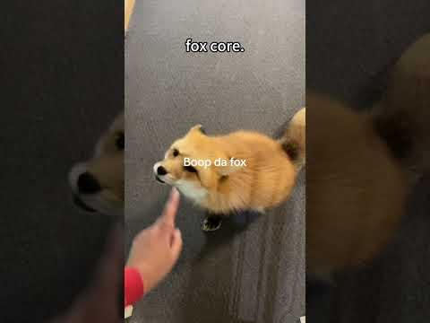 Funny fox #animal #cute #foryou #funny #funnyvideo #fox