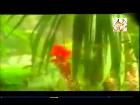 ورد الجناين - عادل عبد المجيد