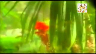 كلمات اغنية ورد الجناين عادل عبد المجيد