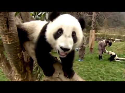 Ultimate | National Geographic Documentary   Rare panda's life | Must Watch!!