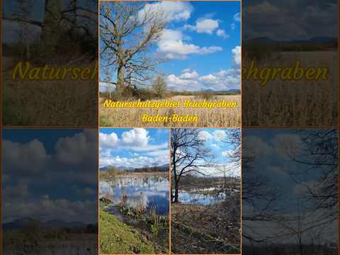 Naturschutzgebiet Bruchgraben, Baden-Baden 🦤🌳☘️🦆