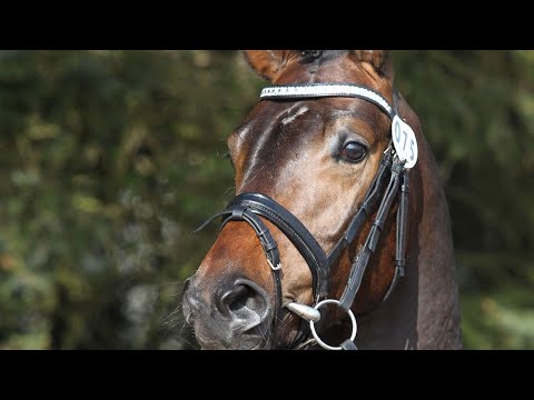 Album - Rendez-vous avec un cheval qui est très efficace en compétition, le Danois Sang Chaud