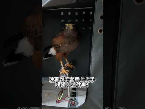 平時很乖的鷹寶，只有這時候叛逆？| 波氏家族 popofamily