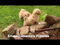 Maltipoo dogs for sale: Roscoe - Video 1