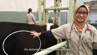 Abdomen Auscultation and Percussion in Cows (Bovine)