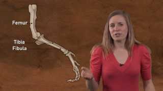 Dino 101: Dinosaur Paleobiology (Now Open for Registration)