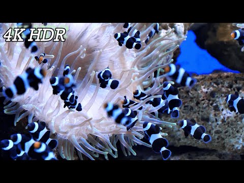 4K fishtank Underwater Wonders. 4K CORAL REEF WITH NEMO and Water Sound - Reduce Stress and Anxiety.