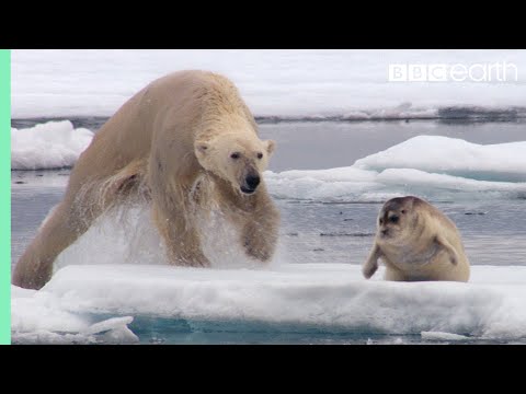 Hungriger Eisbär überfällt Robbe aus dem Hinterhalt | The Hunt | BBC Earth