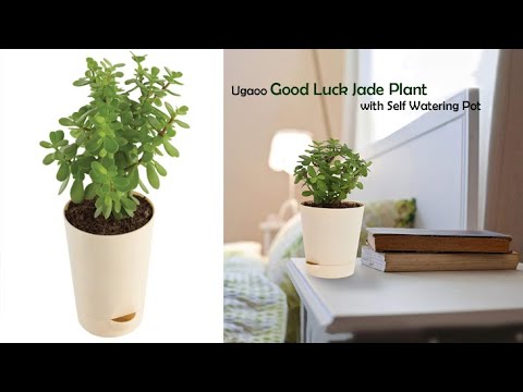 Good Luck Jade Plant with Self Watering